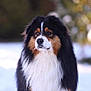 Koda a rejoint le concours — aidez-le/la à gagner de superbes lots ! dog, animal, outdoor, snow, fur, black, white, brown, portrait, nature, pet, canine, winter, fluffy, muzzle, ears, nose, eyes, background, landscape