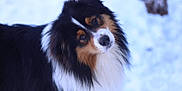Koda a rejoint le concours — aidez-le/la à gagner de superbes lots ! dog, animal, pet, tricolor, fur, fluffy, cute, outdoor, snow, winter, portrait, canine, head_tilt, friendly, mammal, companion, adorable, fur_pattern, eyes, nose
