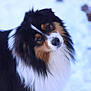 dog, animal, pet, tricolor, fur, fluffy, cute, outdoor, snow, winter, portrait, canine, head_tilt, friendly, mammal, companion, adorable, fur_pattern, eyes, nose