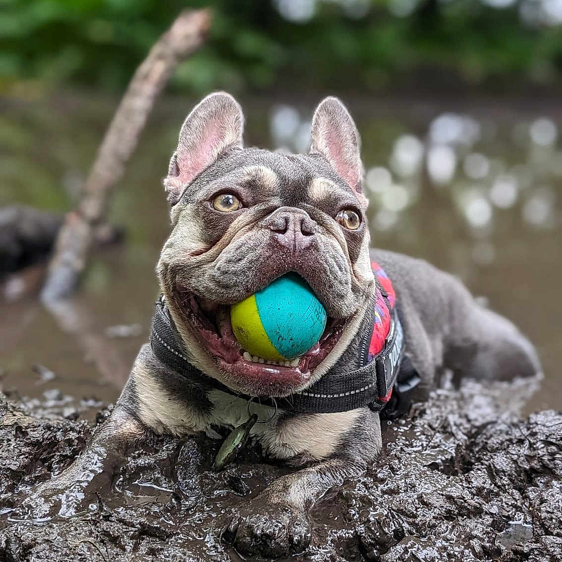 Reggie joined the competition — help win amazing prizes! bulldog, carnivore, collar, companion_dog, dog, dog_breed, dog_collar, fawn, grass, lawn_ornament, sculpture, snout, soil, sporting_group, terrestrial_animal, toy_dog, water, whiskers, working_animal, wrinkle