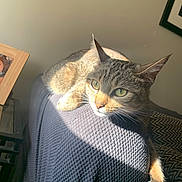 Chloe joined the competition — help win amazing prizes! cat, couch, cozy, ears, framed_photo, furniture, green_eyes, home, indoor, mammal, pattern, paw, pet, pillow, relaxed, resting, sunlight, tabby, texture, whiskers