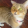 Chloe joined the competition — help win amazing prizes! animal, cat, close_up, collar_bell, curious, domestic, ears, face, feline, four_legs, fur, green_eyes, indoor, looking_up, pet, pink_collar, tabby_cat, whiskers, white_paws, wooden_floor