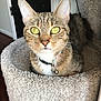 Chloe joined the competition — help win amazing prizes! animal, bell, cat, cat_bed, close_up, collar, cozy, curious, ears, feline, fur, household, indoor, looking, pet, relaxed, tabby, texture, whiskers, yellow_eyes