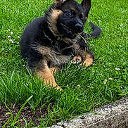 Api participe au concours pour gagner de l'argent avec cette photo : animal, canine, chewing, curious, dog, ears, flower, fur, garden, german_shepherd, grass, greenery, muzzle, nature, outdoor, pet, playful, puppy, small_flowers, young_dog