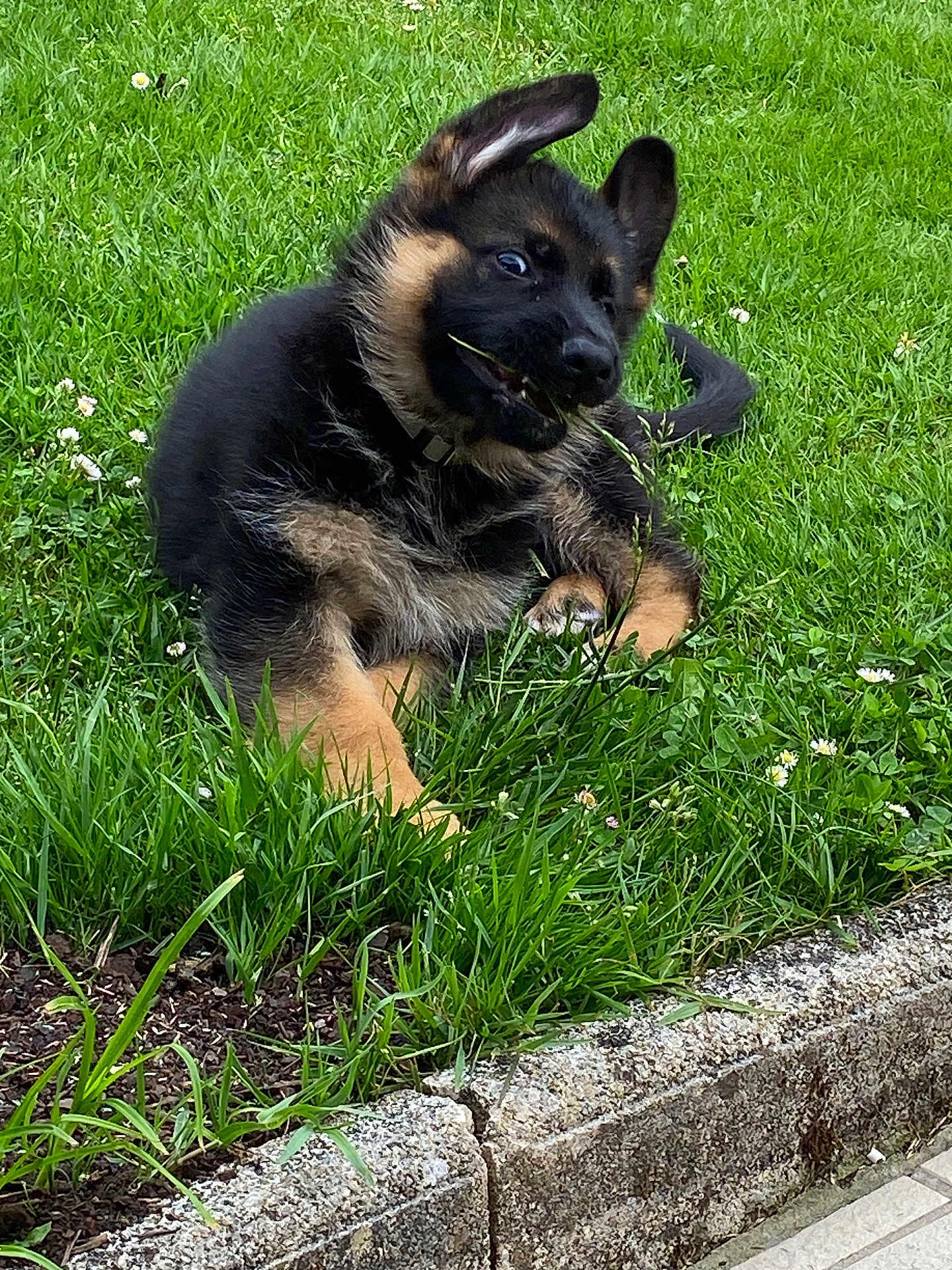 Api participe au concours pour gagner de l'argent avec cette photo : animal, canine, chewing, curious, dog, ears, flower, fur, garden, german_shepherd, grass, greenery, muzzle, nature, outdoor, pet, playful, puppy, small_flowers, young_dog