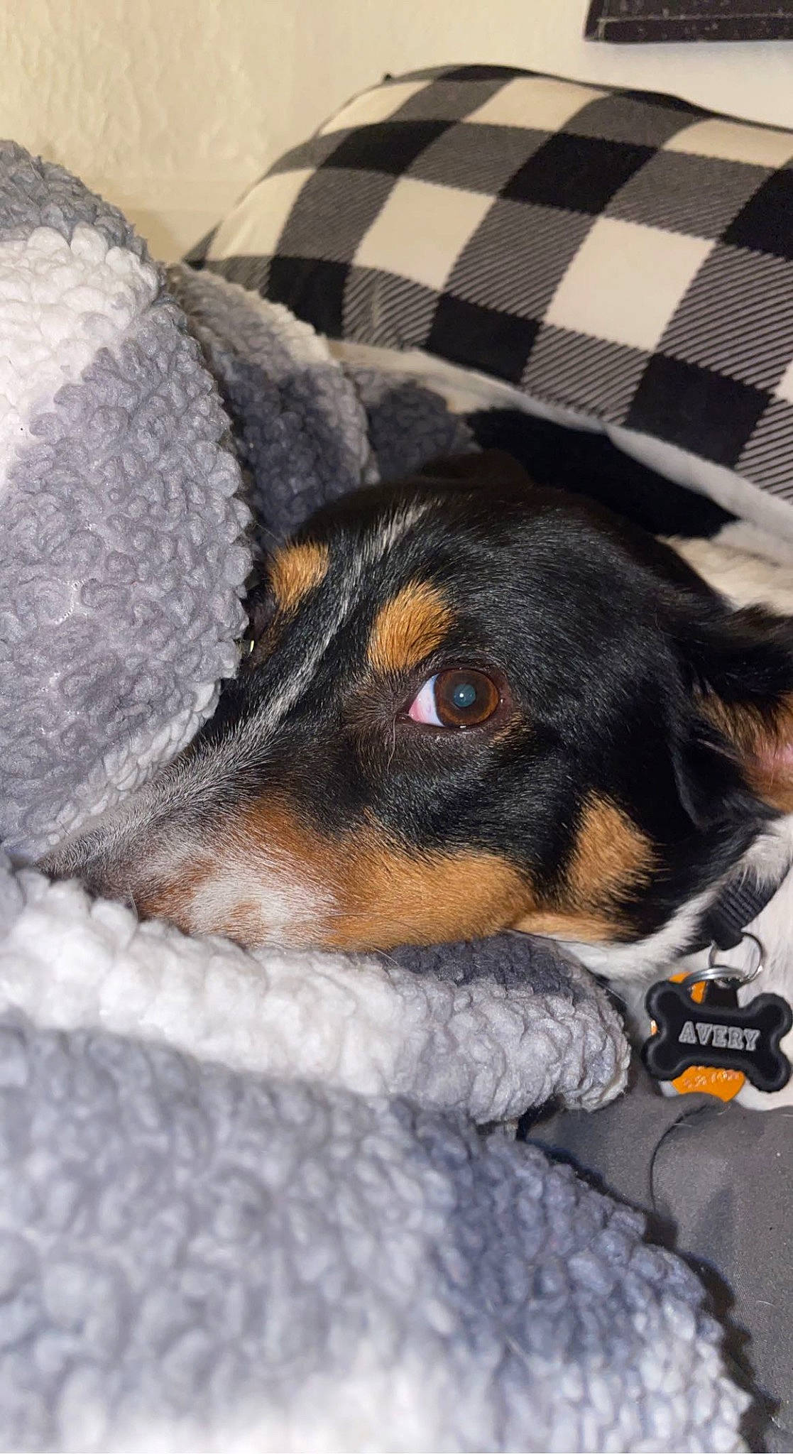 Avery is registered to the contest to win money with this photo: canidae, carnivore, companion_dog, dog, dog_breed, fur, greater_swiss_mountain_dog, guard_dog, hound, paw, pinscher, puppy_love, snow, sporting_group, terrier, toy_dog, whiskers, winter, working_animal, working_dog