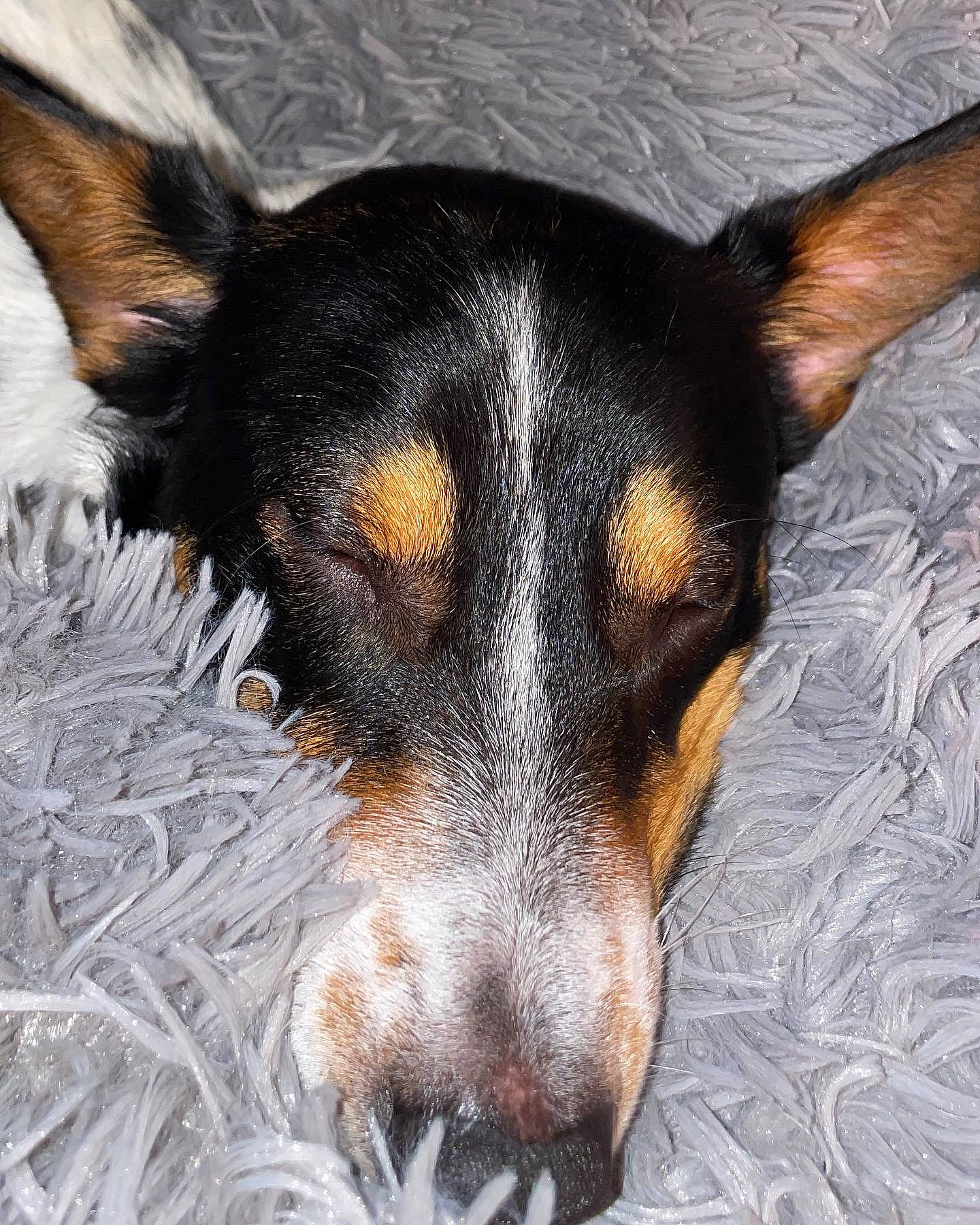 Avery is registered to the contest to win money with this photo: canidae, carnivore, companion_dog, dog, dog_breed, ear, fawn, fur, guard_dog, paw, pinscher, prazsky_krysarik, small_terrier, snout, sporting_group, terrier, toy_dog, whiskers, working_animal, working_dog