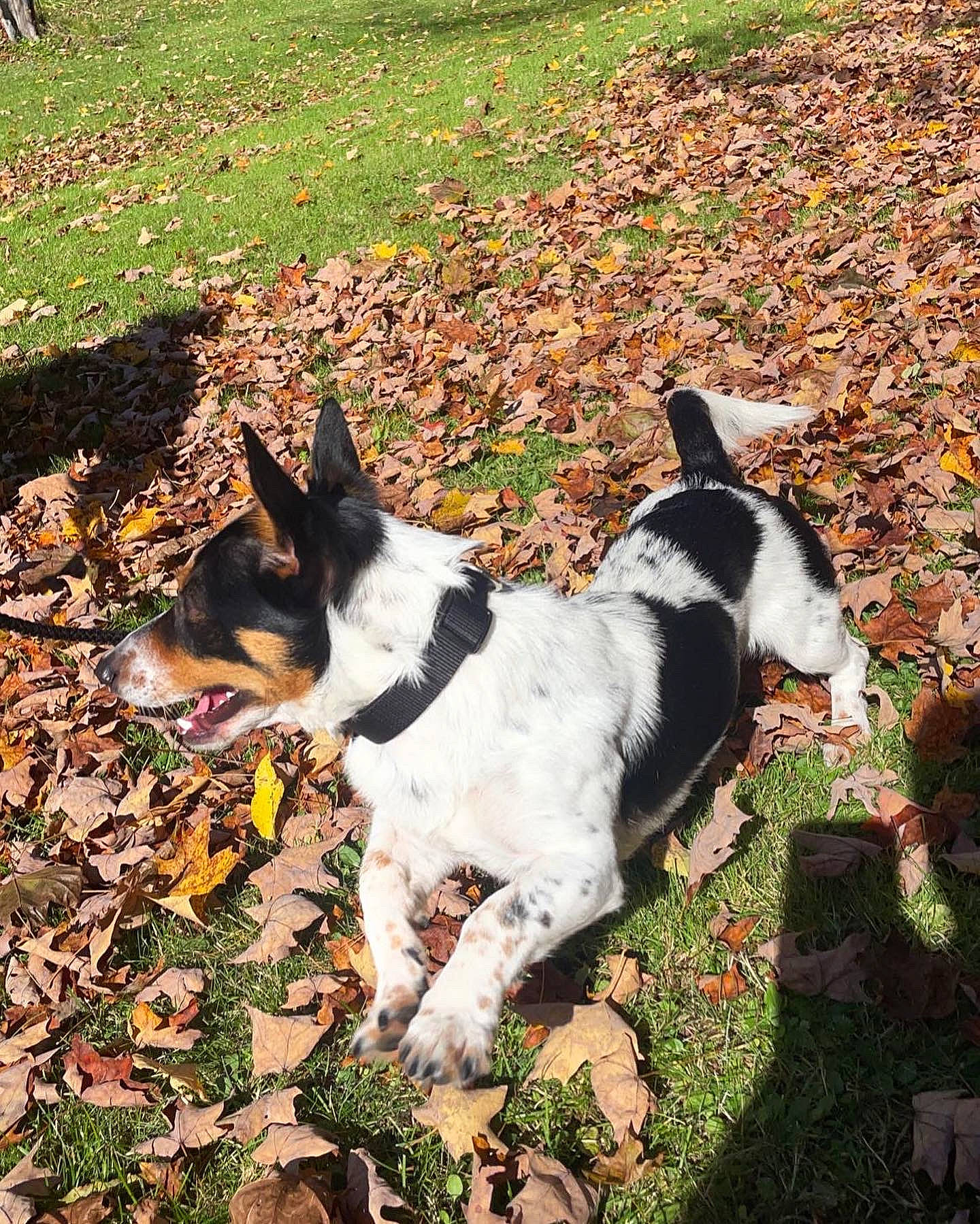 Avery joined the competition — help win amazing prizes! adventure, canidae, carnivore, companion_dog, dog, dog_breed, fawn, grass, herding_dog, hunting_dog, non_sporting_group, plant, sky, snout, soil, sporting_group, tail, working_animal, working_dog