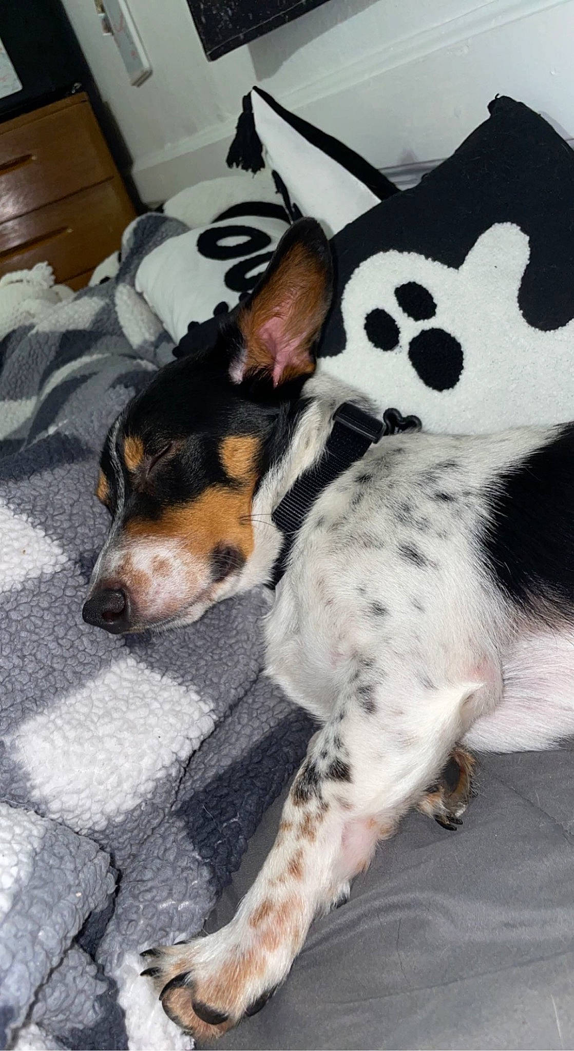 Avery joined the competition — help win amazing prizes! canidae, carnivore, chilean_fox_terrier, collar, comfort, companion_dog, dalmatian, dog, dog_breed, dog_supply, fawn, fur, paw, snout, sporting_group, tail, terrestrial_animal, terrier, whiskers, working_animal