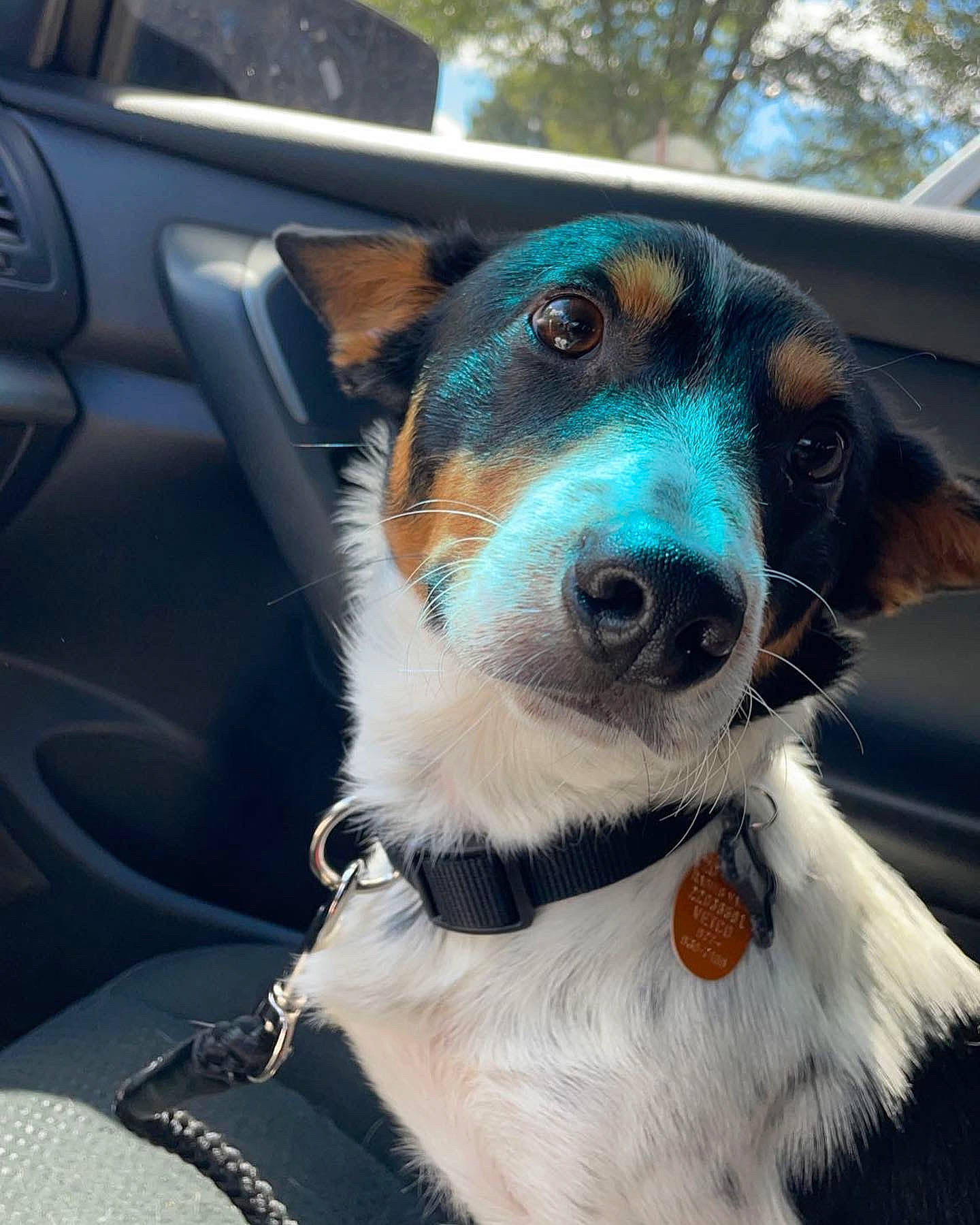 Avery is registered to the contest to win money with this photo: automotive_exterior, automotive_mirror, car, carnivore, collar, companion_dog, dog, dog_breed, dog_collar, eyewear, fawn, leash, personal_luxury_car, snout, sporting_group, steering_wheel, vehicle, vehicle_door, whiskers, windshield