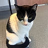 animal, black_and_white, calm, cat, chair_leg, close_up, companion, curious, domestic_cat, ears, floor, fur, green_eyes, indoor, pet, quiet, sitting, tail, whiskers, wooden_door