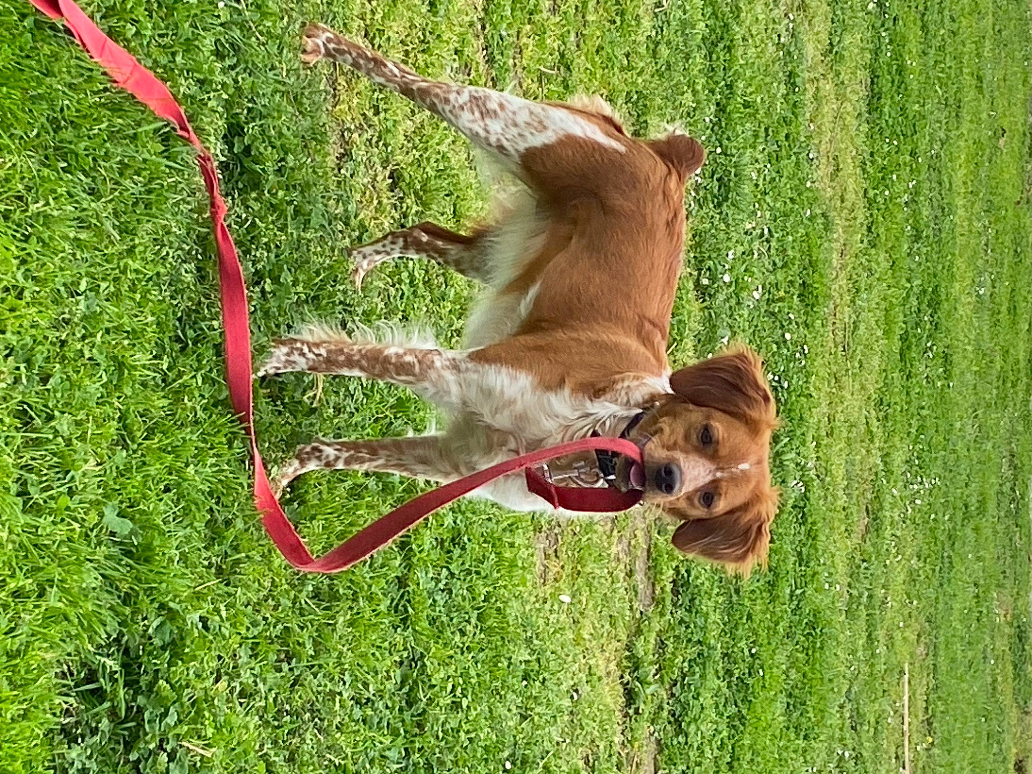 Joy participe au concours pour gagner de l'argent avec cette photo : canidae, carnivore, collar, companion_dog, dog, dog_breed, dog_collar, dog_sports, fawn, grass, grassland, lawn, leash, liver, pasture, pet_supply, plant, sporting_group, tail, working_animal