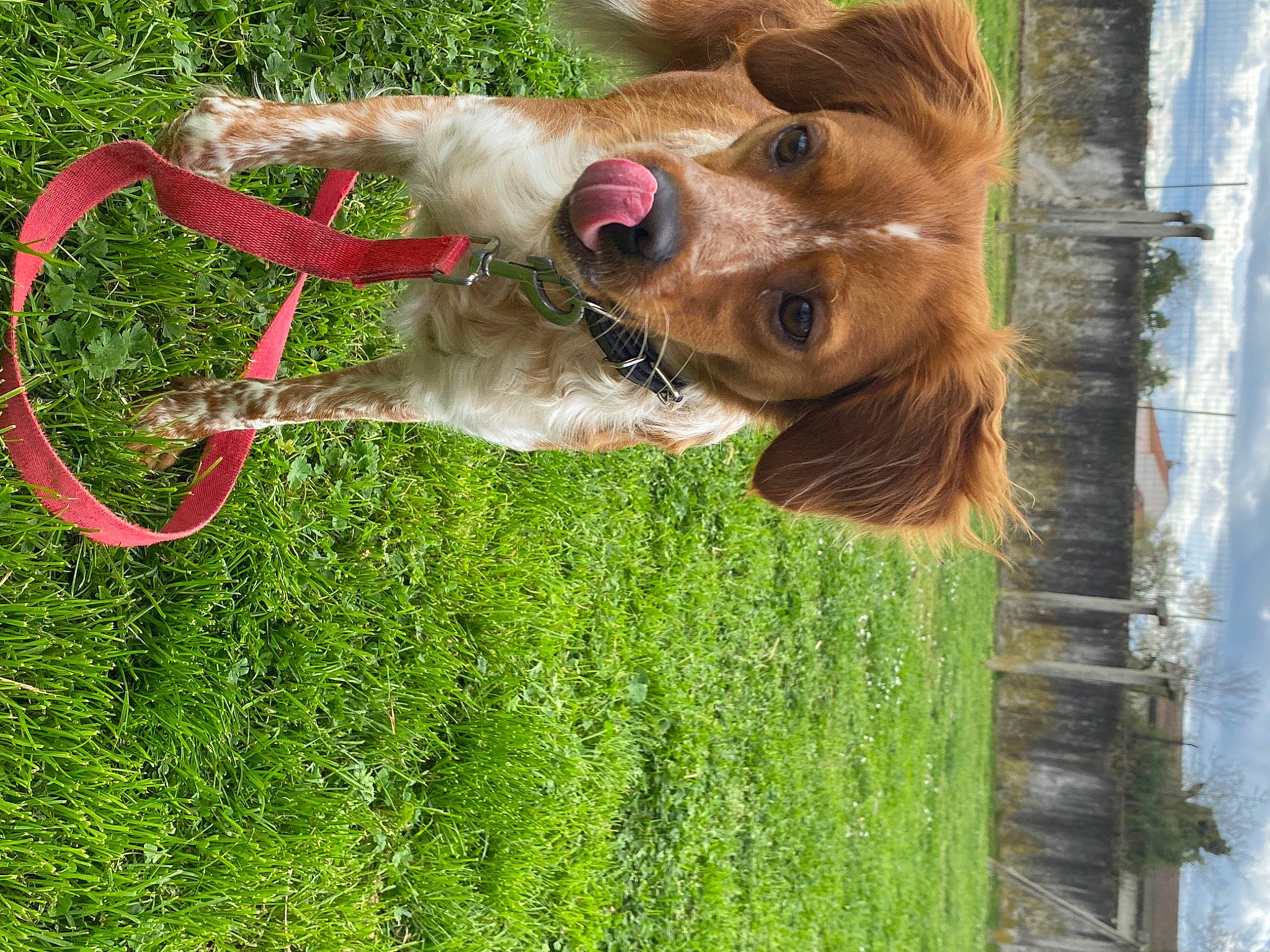 Joy a rejoint le concours — aidez-le/la à gagner de superbes lots ! canidae, carnivore, collar, companion_dog, dog, dog_breed, fawn, fun, fur, grass, liver, pet_supply, plant, snout, sporting_group, tail, terrestrial_animal, tree, wood, working_animal