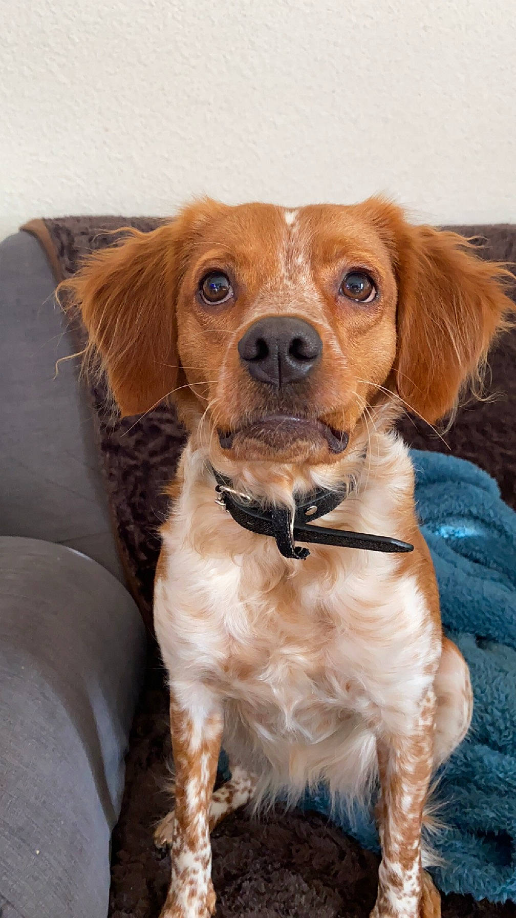 Joy a rejoint le concours — aidez-le/la à gagner de superbes lots ! brown, canidae, carnivore, collar, companion_dog, couch, dog, dog_breed, dog_collar, fawn, fur, gun_dog, liver, pet_supply, puppy, snout, sporting_group, whiskers, working_animal