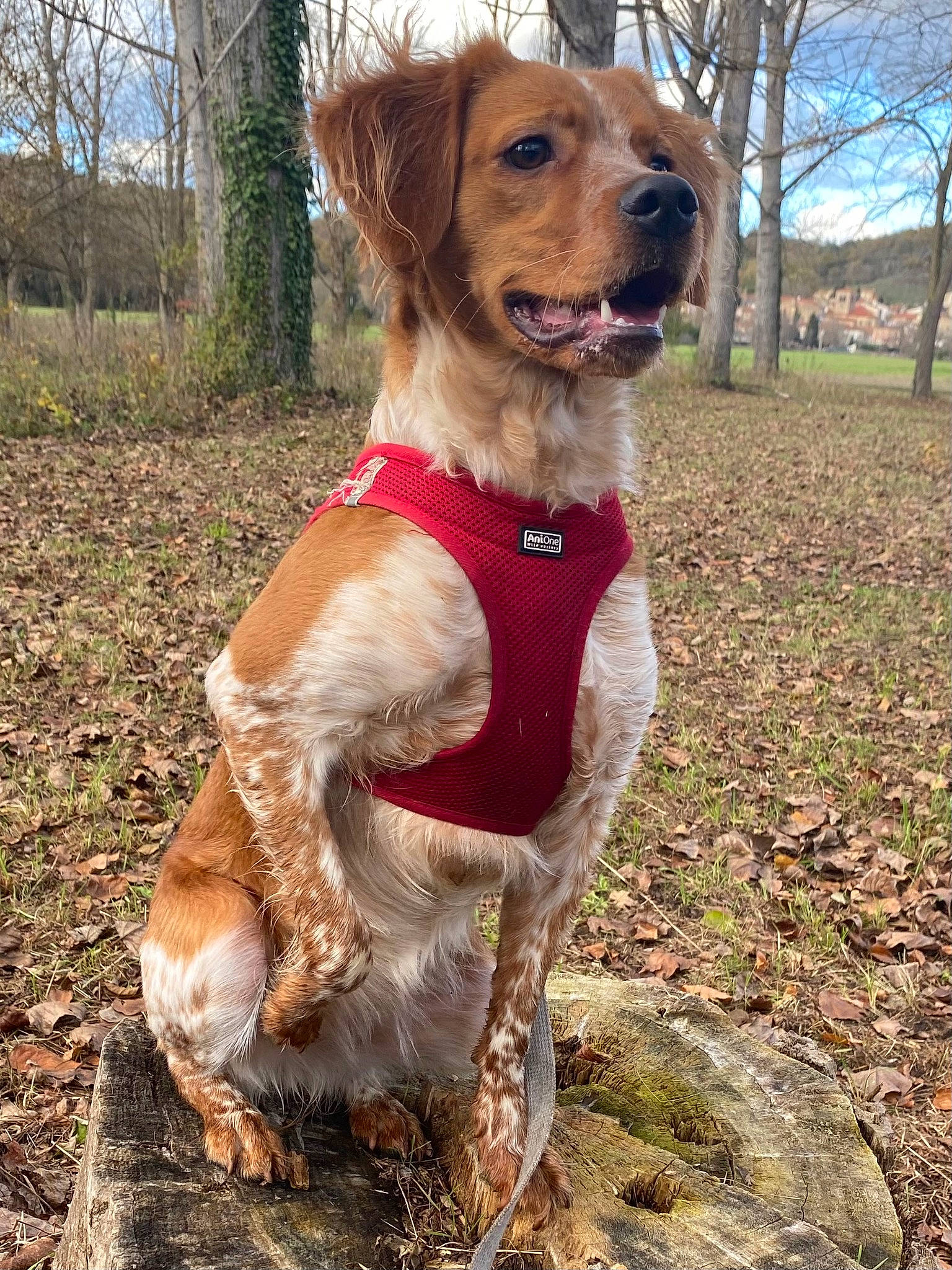 Joy participe au concours pour gagner de l'argent avec cette photo : canidae, carnivore, collar, companion_dog, dog, dog_breed, dog_clothes, dog_collar, fawn, fur, grass, gun_dog, leash, liver, plant, sky, snout, sporting_group, tail, tree