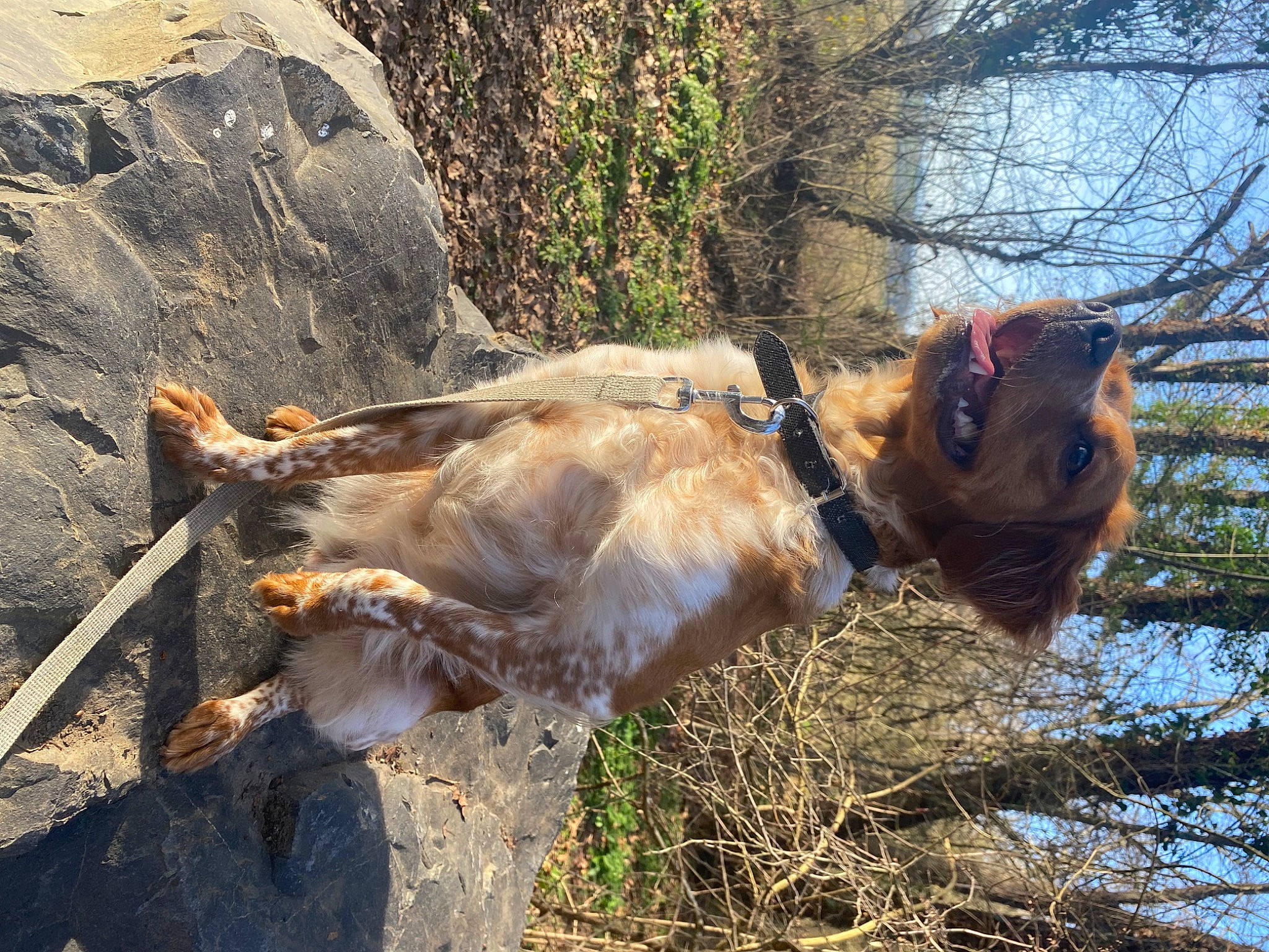 Joy a rejoint le concours — aidez-le/la à gagner de superbes lots ! bedrock, canidae, carnivore, collar, dog, dog_breed, fawn, felidae, leash, lion, pack_animal, plant, snout, sporting_group, tail, terrestrial_animal, tree, trunk, wood, working_animal