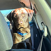 Leo joined the competition — help win amazing prizes! dog, chocolate_labrador, labrador, pet, backseat, car_interior, seatbelt, blue_collar, leash, portrait, sunlight, window, ears, eyes, nose, fur, head, seat, upholstery, passenger