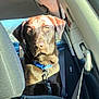 dog, chocolate_labrador, labrador, pet, backseat, car_interior, seatbelt, blue_collar, leash, portrait, sunlight, window, ears, eyes, nose, fur, head, seat, upholstery, passenger