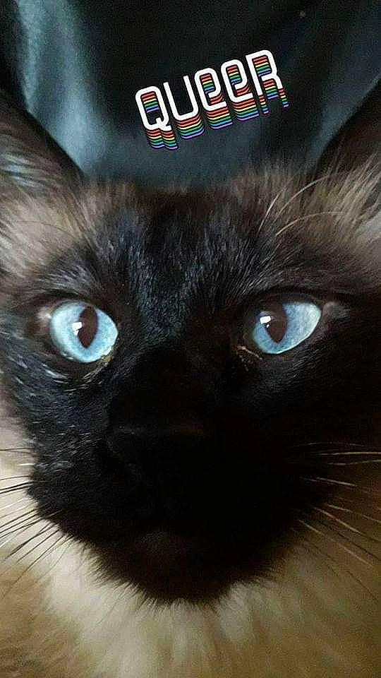 Minou participe au concours pour gagner de l'argent avec cette photo : asian, black_cat, bombay, burmese, carnivore, cat, ear, eye, felidae, fur, himalayan, iris, kitten, mammal, photo_caption, small_to_medium_sized_cats, snout, whiskers