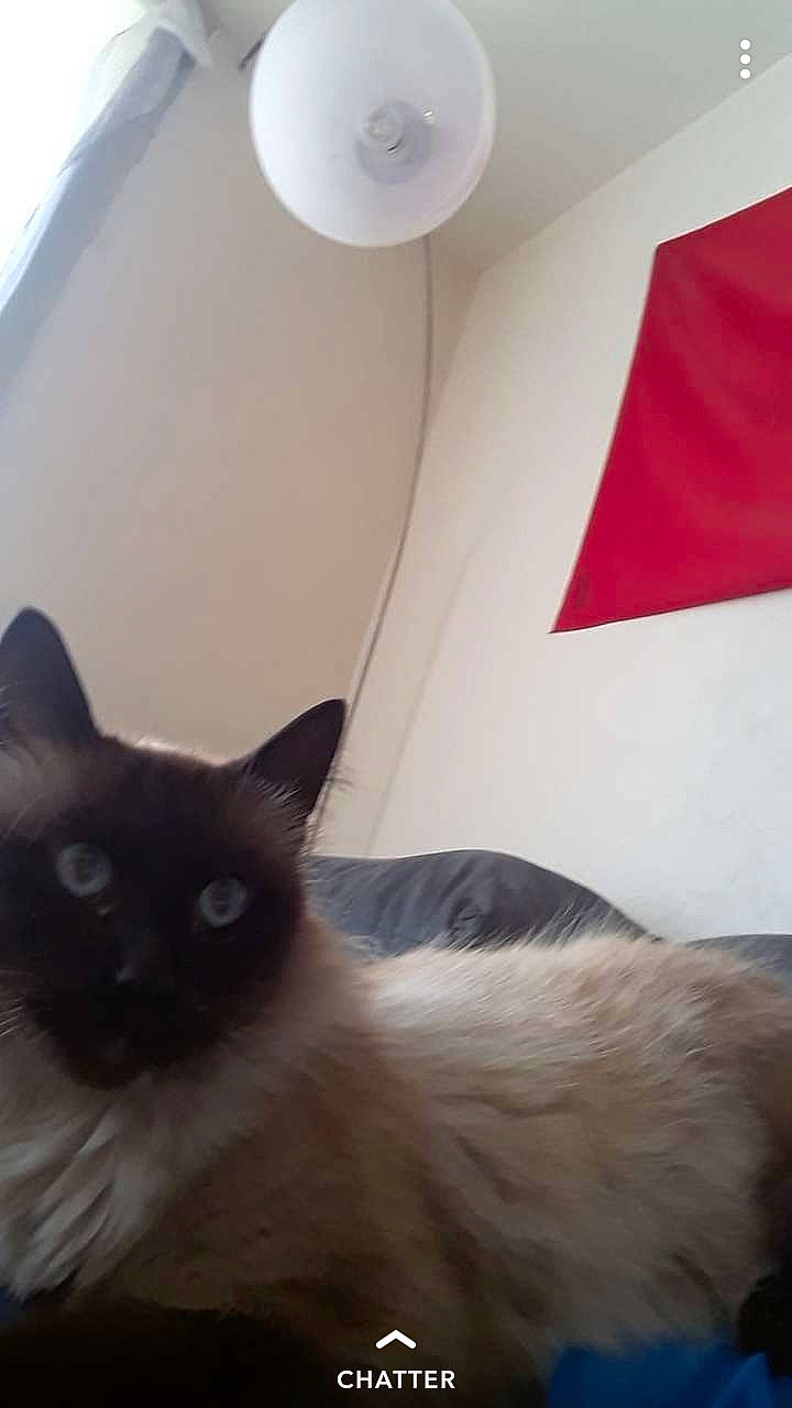 Minou a rejoint le concours — aidez-le/la à gagner de superbes lots ! balinese, birman, carnivore, cat, colorpoint_shorthair, fawn, felidae, fur, himalayan, kitten, ragdoll, siamese, small_to_medium_sized_cats, snowshoe, tail, thai, tonkinese, whiskers