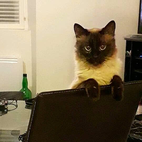 Minou a rejoint le concours — aidez-le/la à gagner de superbes lots ! asian, birman, black_cat, carnivore, cat, domestic_short_haired_cat, eye, fawn, felidae, fur, himalayan, kitten, ragdoll, siamese, small_to_medium_sized_cats, snowshoe, square, thai, tonkinese, whiskers