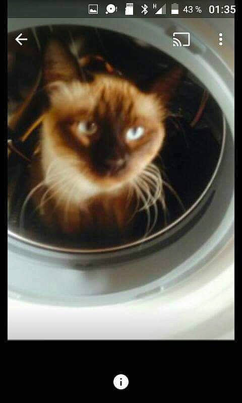 Minou a rejoint le concours — aidez-le/la à gagner de superbes lots ! asian, birman, carnivore, cat, ear, eye, felidae, fur, iris, kitten, ojos_azules, photo_caption, photography, siamese, small_to_medium_sized_cats, snapshot, thai, tonkinese, whiskers