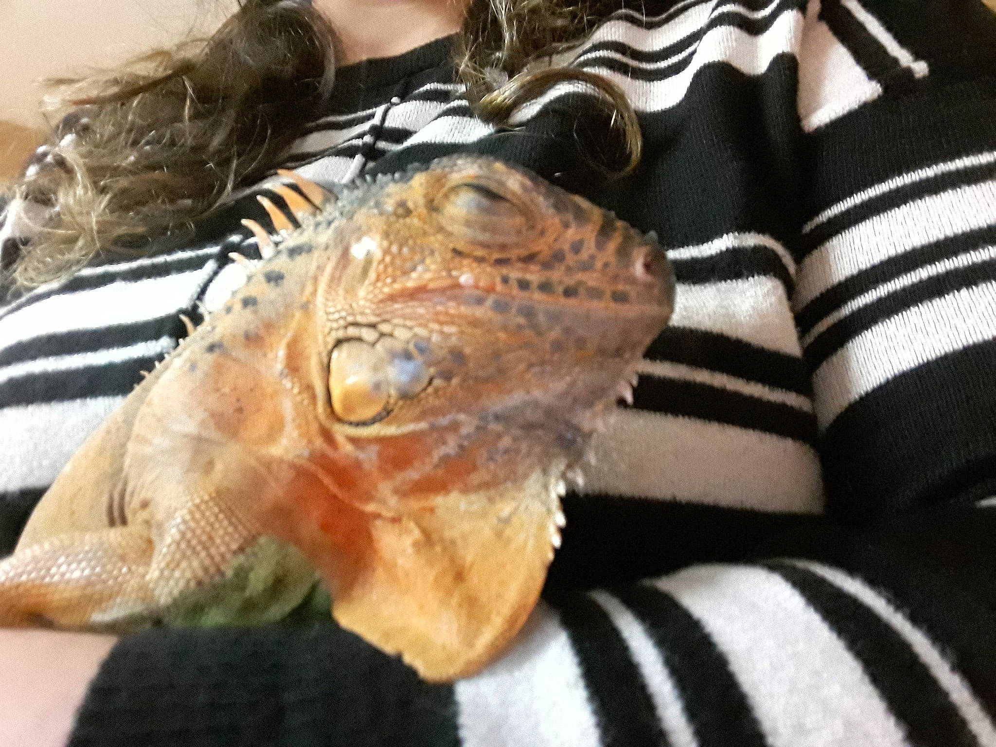 La Chose participe au concours pour gagner de l'argent avec cette photo : iguana, iguania, iguanidae, lizard, reptile, scaled_reptile