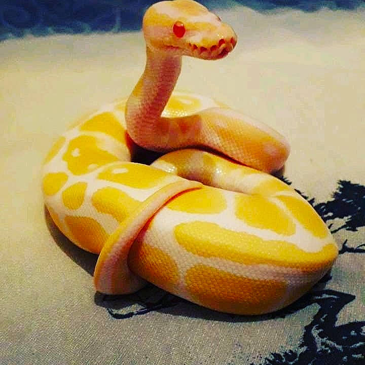 Hannibal participe au concours pour gagner de l'argent avec cette photo : boa, burmese_python, python, python_family, reptile, scaled_reptile, serpent, snake