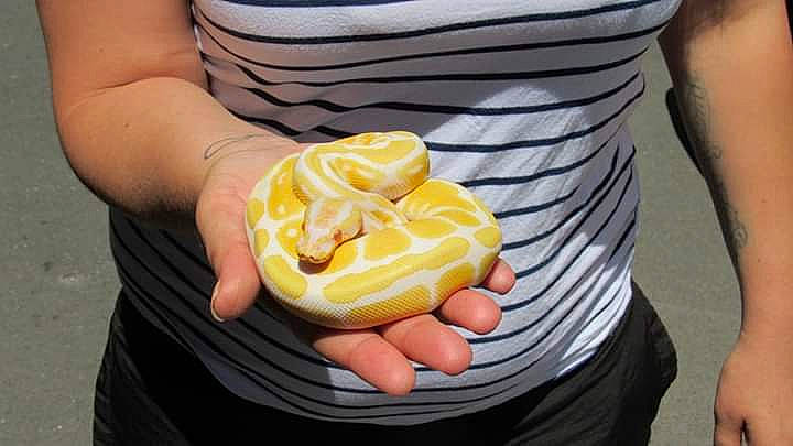 Hannibal a rejoint le concours — aidez-le/la à gagner de superbes lots ! baked_goods, buttercream, chinese_food, cuisine, dessert, dish, food, hand, icing, ingredient