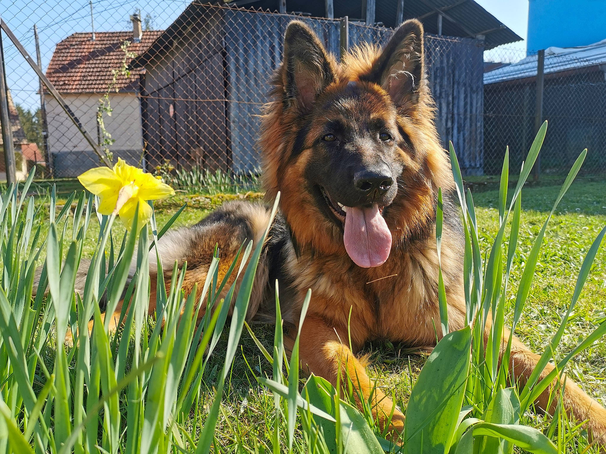 Pyta a rejoint le concours — aidez-le/la à gagner de superbes lots ! belgian_shepherd, belgian_shepherd_malinois, bohemian_shepherd, canidae, carnivore, dog, dog_breed, east_european_shepherd, german_shepherd_dog, grass, king_shepherd, kunming_wolfdog, mammal, old_german_shepherd_dog, plant, rare_breed_dog, shiloh_shepherd_dog, tervuren, vertebrate, working_dog