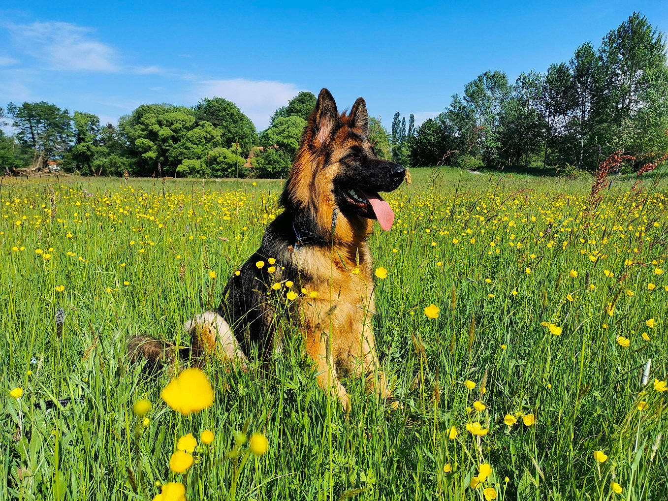 Pyta a rejoint le concours — aidez-le/la à gagner de superbes lots ! bohemian_shepherd, canidae, carnivore, dog, dog_breed, flower, german_shepherd_dog, grass, grassland, herding_dog, king_shepherd, mammal, meadow, old_german_shepherd_dog, plant, shiloh_shepherd_dog, vertebrate, wildflower, working_dog, yellow