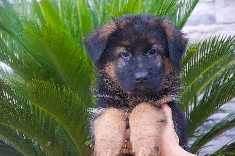 Pyta participe au concours pour gagner de l'argent avec cette photo : canidae, carnivore, caucasian_shepherd_dog, companion_dog, dog, dog_breed, german_shepherd_dog, hovawart, mammal, puppy, rainforest, sporting_group, vertebrate