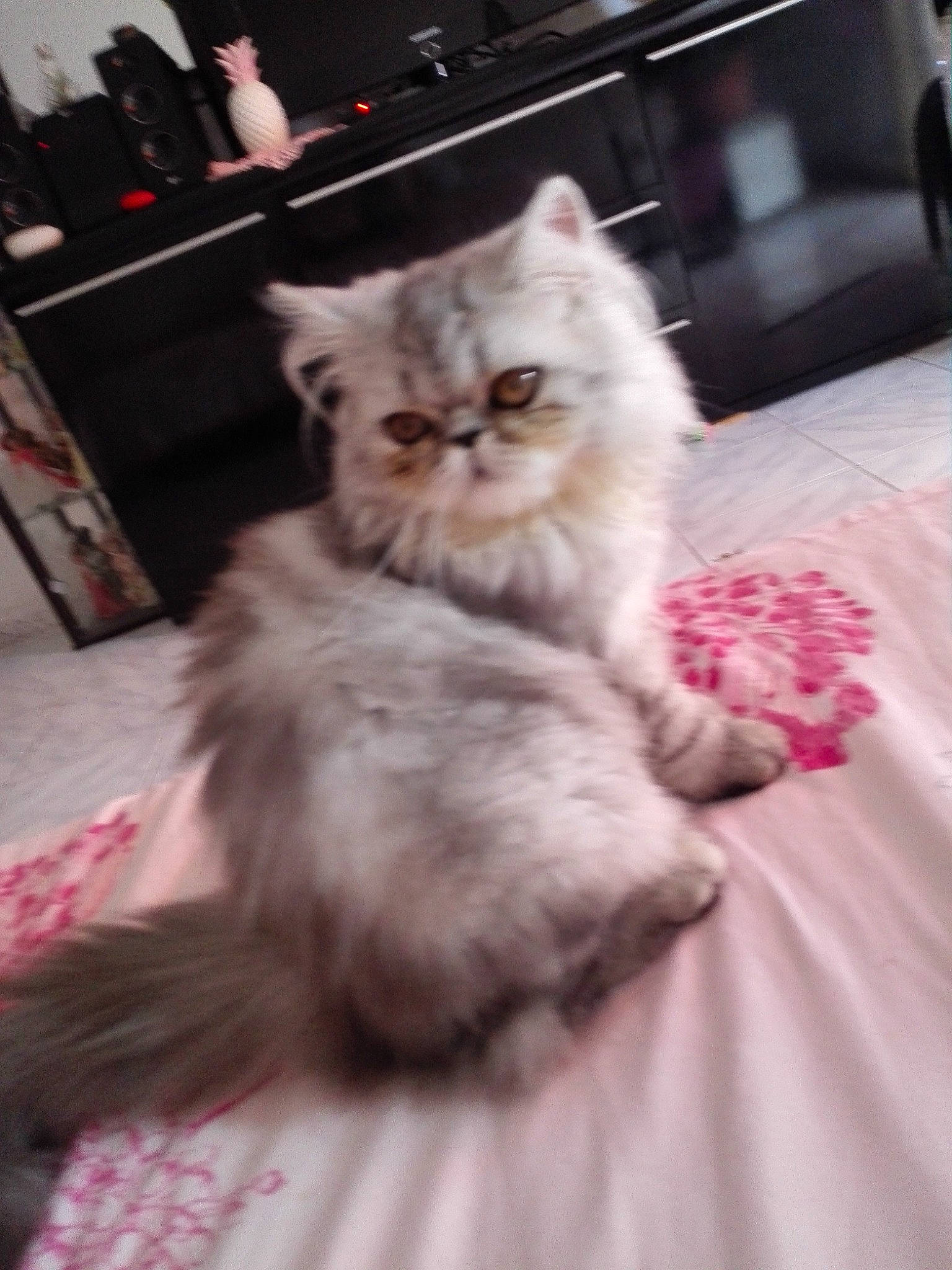 Osiris a rejoint le concours — aidez-le/la à gagner de superbes lots ! british_longhair, carnivore, cat, claw, comfort, fawn, felidae, fur, paw, plant, sitting, small_to_medium_sized_cats, snout, tail, whiskers