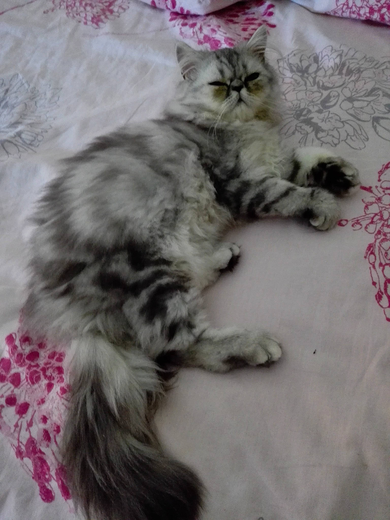 Osiris participe au concours pour gagner de l'argent avec cette photo : carnivore, cat, cat_toy, claw, comfort, domestic_short_haired_cat, felidae, fur, grey, pattern, paw, small_to_medium_sized_cats, snout, tail, terrestrial_animal, whiskers