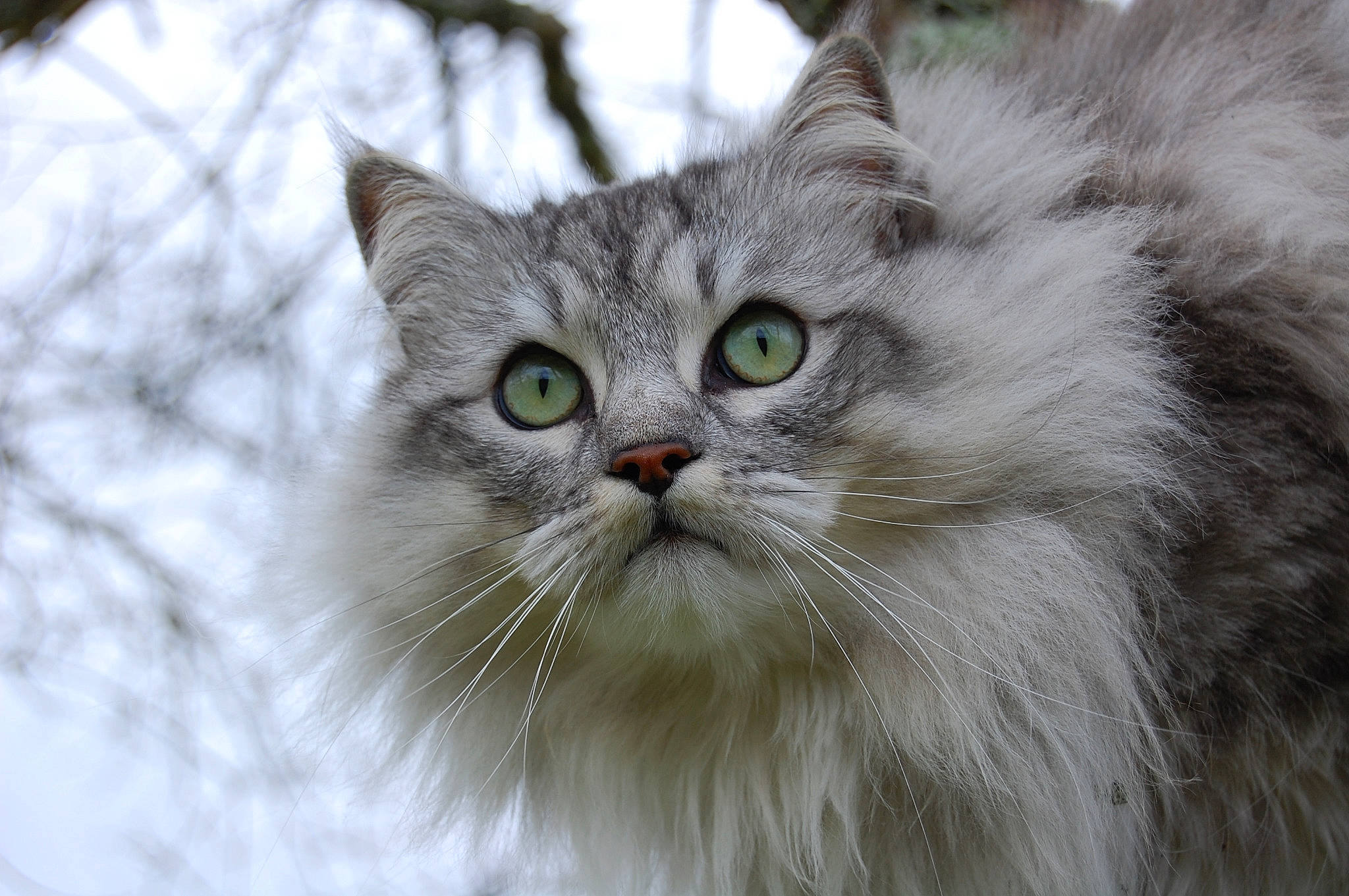 Shanti a rejoint le concours — aidez-le/la à gagner de superbes lots ! asian_semi_longhair, british_longhair, british_semi_longhair, carnivore, cat, close_up, domestic_long_haired_cat, eye, felidae, fur, mammal, norwegian_forest_cat, persian, ragamuffin, siberian, small_to_medium_sized_cats, snout, tabby_cat, vertebrate, whiskers