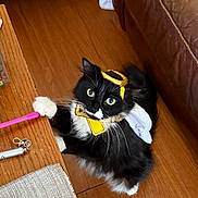 Cleopatra joined the competition — help win amazing prizes! angel, black_and_white, cat, costume, curious, cute, domestic_animal, feline, furry, halo, household, indoor, looking_up, paws, pet, playful, table, whiskers, wings, wooden_floor