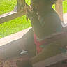 baby, backlighting, barefoot, birthday, cake, child, curly_hair, eating, family_event, food, grass, outdoor, pink_clothing, porch, portrait, sitting, sunlight, table, toddler, wooden_railing