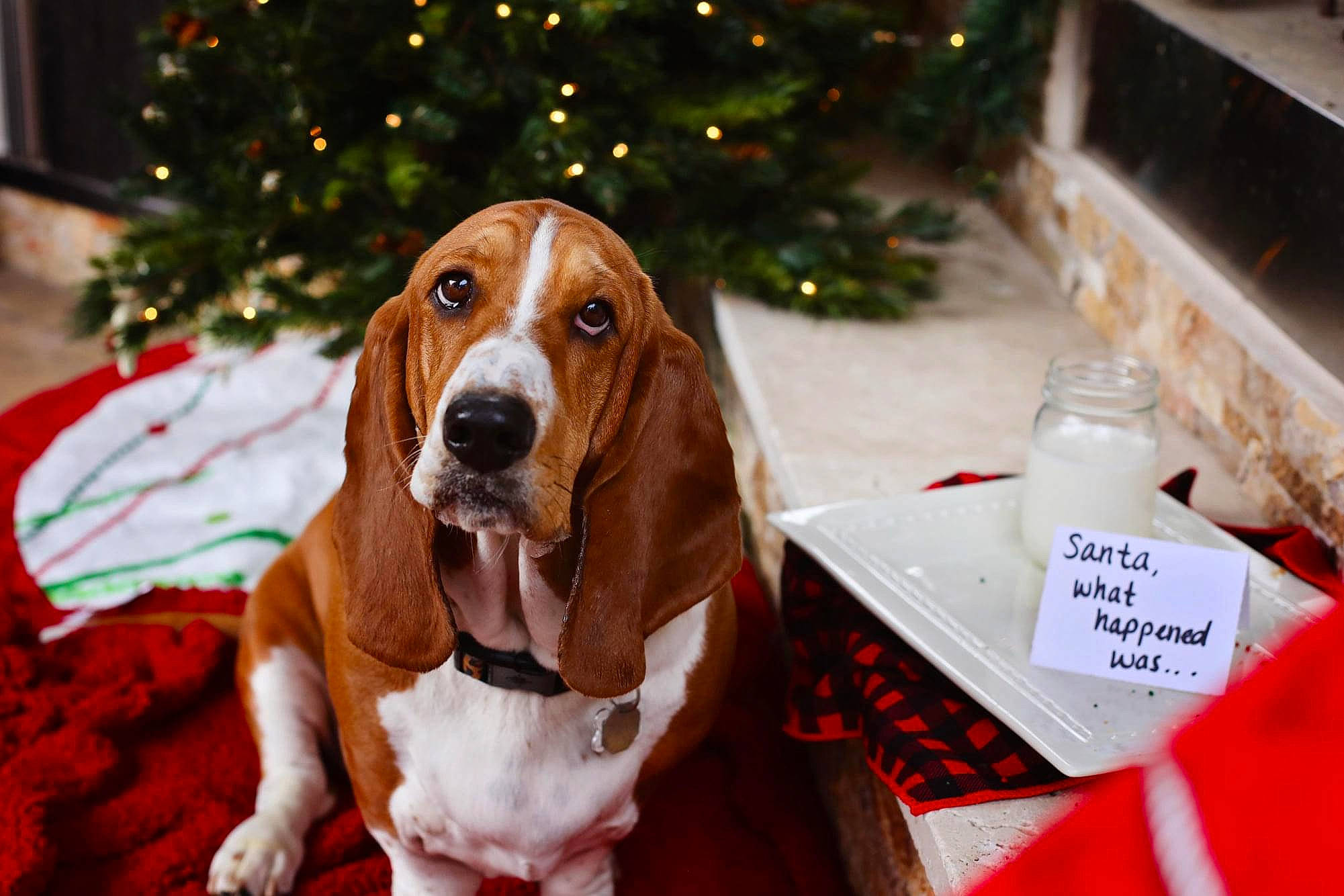 Georgia Belle is registered to the contest to win money with this photo: canidae, carnivore, christmas, christmas_tree, collar, companion_dog, dog, dog_breed, dog_supply, event, fawn, holiday, hound, interior_design, liver, scent_hound, snout, sporting_group, tree, working_animal