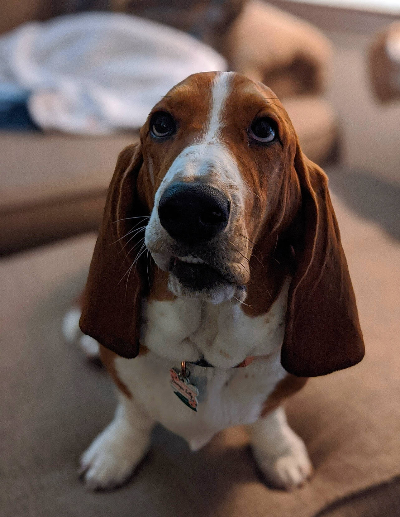 Georgia Belle is registered to the contest to win money with this photo: basset_hound, canidae, carnivore, collar, companion_dog, dog, dog_breed, fawn, hound, hunting_dog, liver, scent_hound, snout, sporting_group, toy, whiskers, working_animal