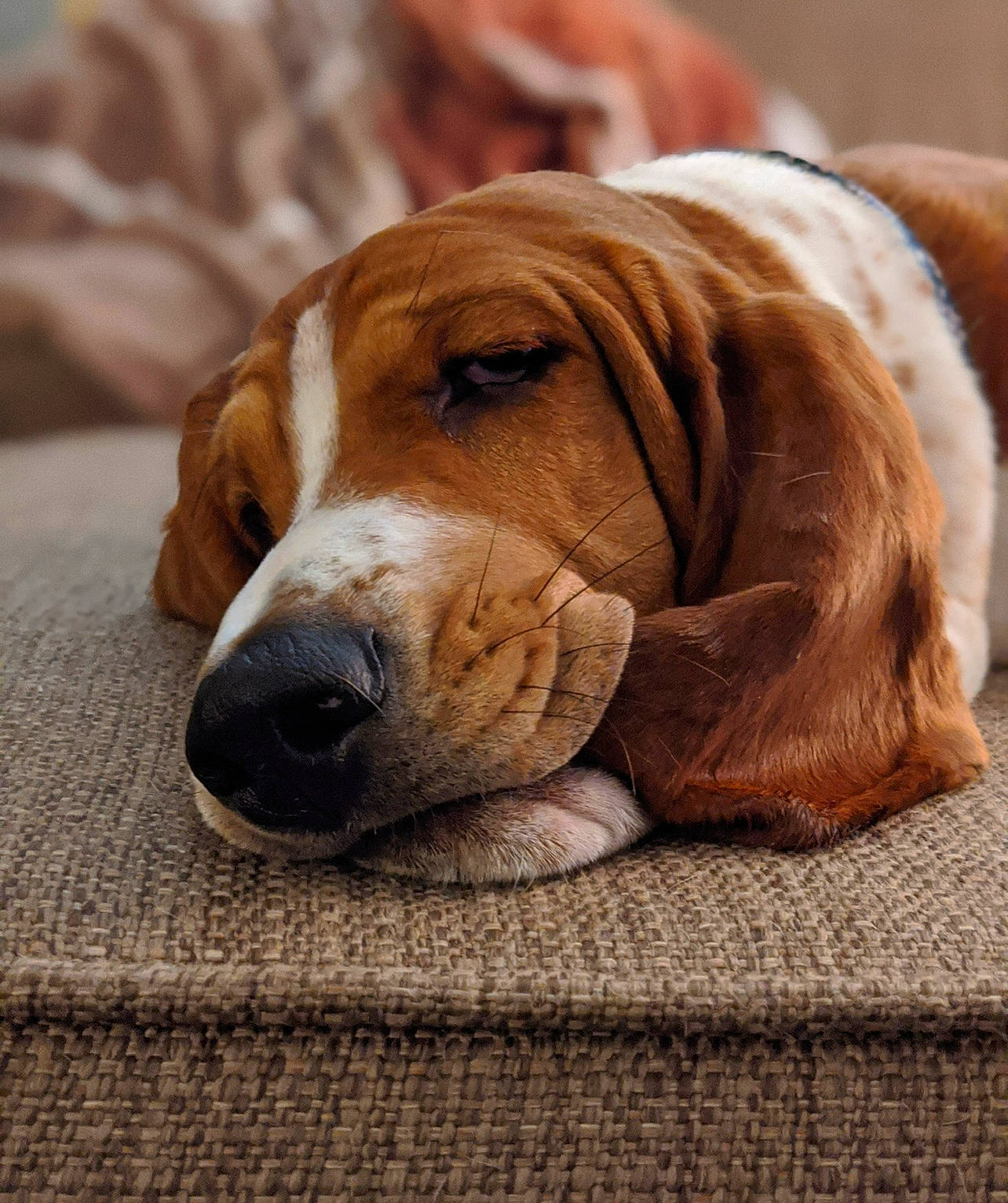 Georgia Belle is registered to the contest to win money with this photo: canidae, carnivore, collar, comfort, companion_dog, dog, dog_breed, dog_supply, fawn, fur, hound, hunting_dog, liver, scent_hound, snout, sporting_group, terrestrial_animal, whiskers, wood, working_animal