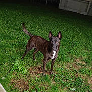 Laïka participe au concours pour gagner de l'argent avec cette photo : dog, brindle_coat, grass, night, outdoor, building, apartment, ears_up, alert, animal, pet, looking_at_camera, greenery, yard, concrete, dark, canine, standing, fur, nature