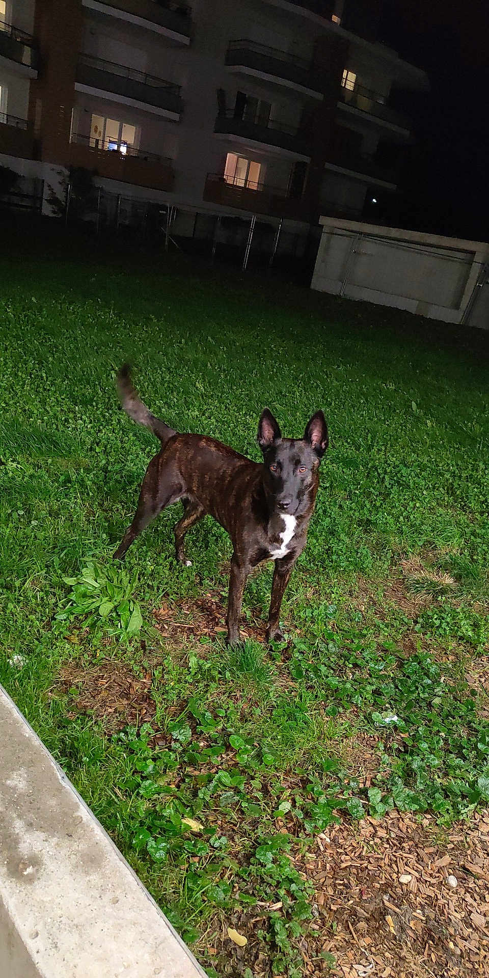 Laïka participe au concours pour gagner de l'argent avec cette photo : dog, brindle_coat, grass, night, outdoor, building, apartment, ears_up, alert, animal, pet, looking_at_camera, greenery, yard, concrete, dark, canine, standing, fur, nature