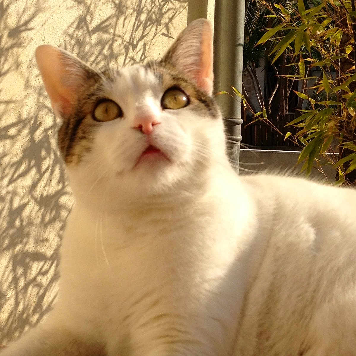 Lady a rejoint le concours — aidez-le/la à gagner de superbes lots ! abyssinian, angora, animal, cat, door, grass, herbal, herbs, jar, kitten, manx, pet, plant, planter, pottedplant, pottery, siamese, vase, vegetation, white