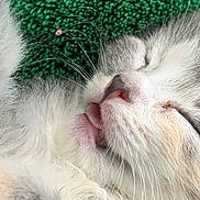 Xomii Price joined the competition — help win amazing prizes! cat, sleeping, close_up, fur, whiskers, tongue_out, pet, cozy, green_blanket, relaxed, cute, animal, mammal, domestic, resting, face, nose, soft, texture, companion