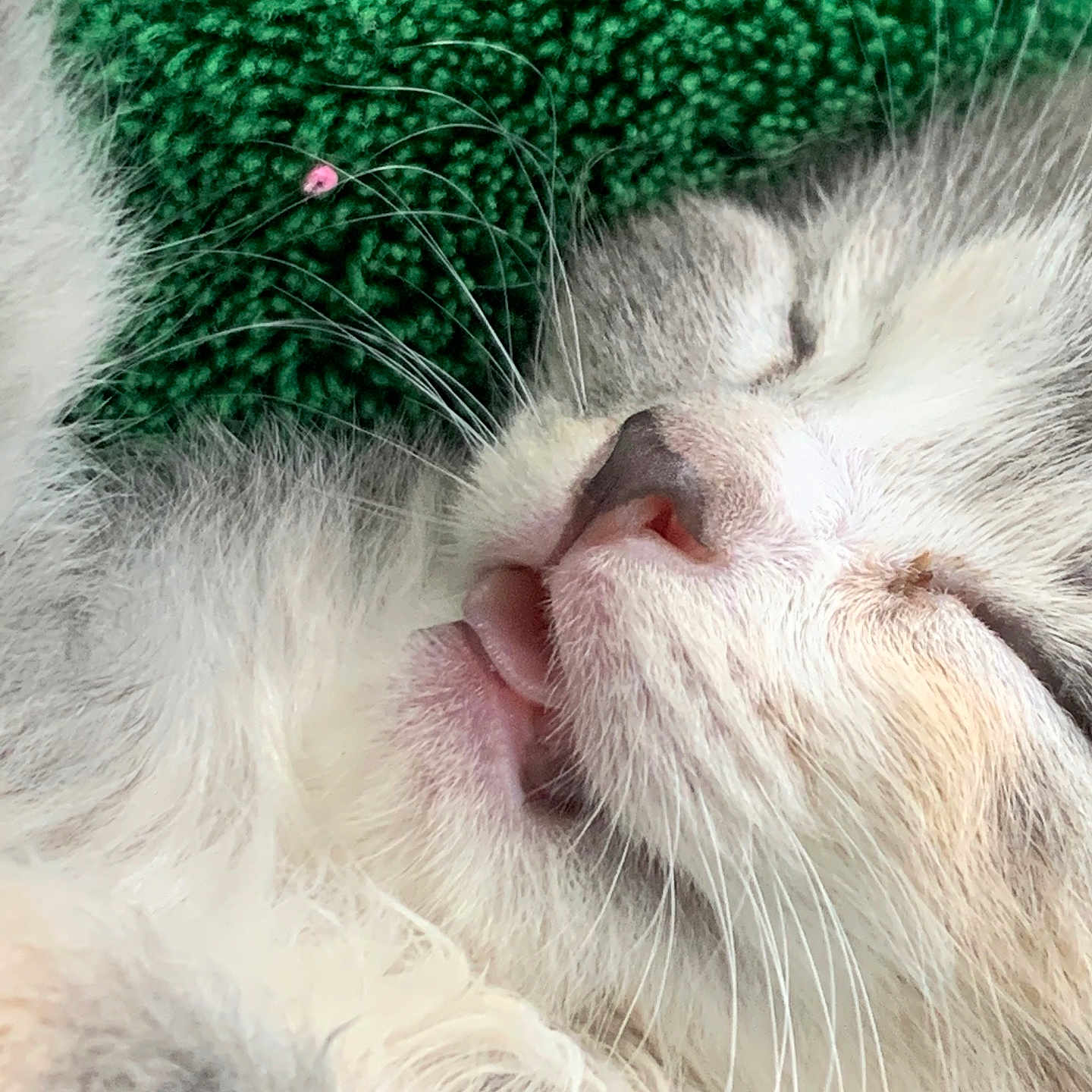 Xomii Price joined the competition — help win amazing prizes! cat, sleeping, close_up, fur, whiskers, tongue_out, pet, cozy, green_blanket, relaxed, cute, animal, mammal, domestic, resting, face, nose, soft, texture, companion