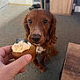 Cody is registered to the contest to win money with this photo: dog, brown_dog, cupcake, hand, carpet, indoor, table, treat, pet, looking, cute, canine, waiting, food, home, animal, focus, snout, ears, collar