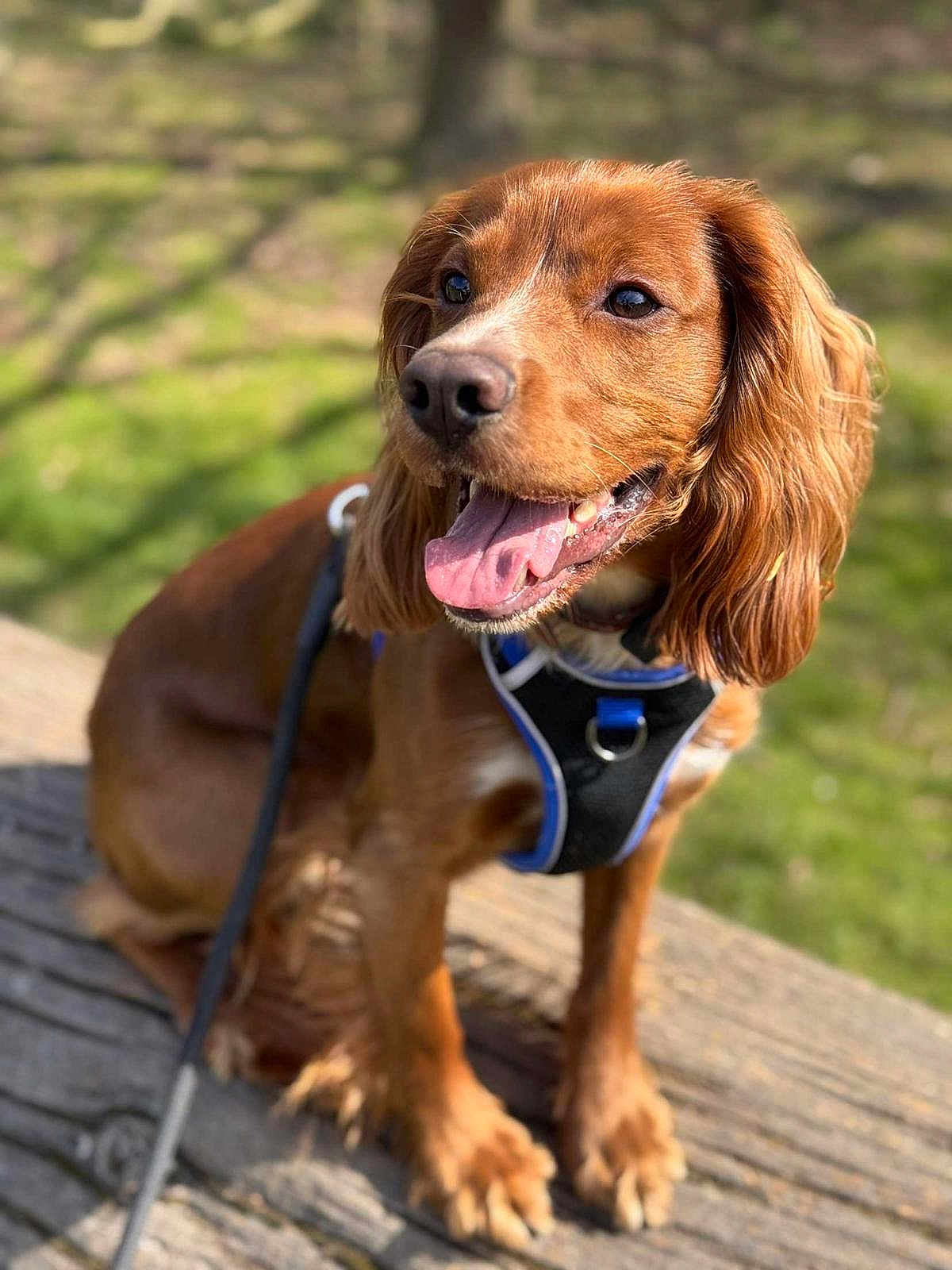 Cody joined the competition — help win amazing prizes! dog, brown_dog, pet, animal, outdoor, harness, tongue_out, happy, sitting, wood, nature, grass, sunlight, canine, leash, portrait, closeup, daylight, fur, ears
