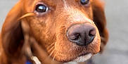 Cody is registered to the contest to win money with this photo: dog, brown_dog, close_up, outdoor, canine, pet, nose, fur, leash, harness, animal, sitting, portrait, blurry_background, cute, eyes, muzzle, friendly, companion, domestic_animal