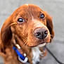 dog, brown_dog, close_up, outdoor, canine, pet, nose, fur, leash, harness, animal, sitting, portrait, blurry_background, cute, eyes, muzzle, friendly, companion, domestic_animal