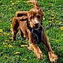 Cody is registered to the contest to win money with this photo: dog, running, grass, dandelions, outdoor, pet, animal, playful, brown_dog, spring, nature, active, leaping, field, sunlight, happy, canine, fur, energetic, daytime